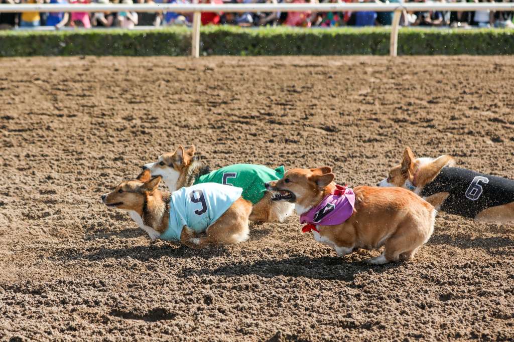 1st Annual SoCal Corgi Nationals